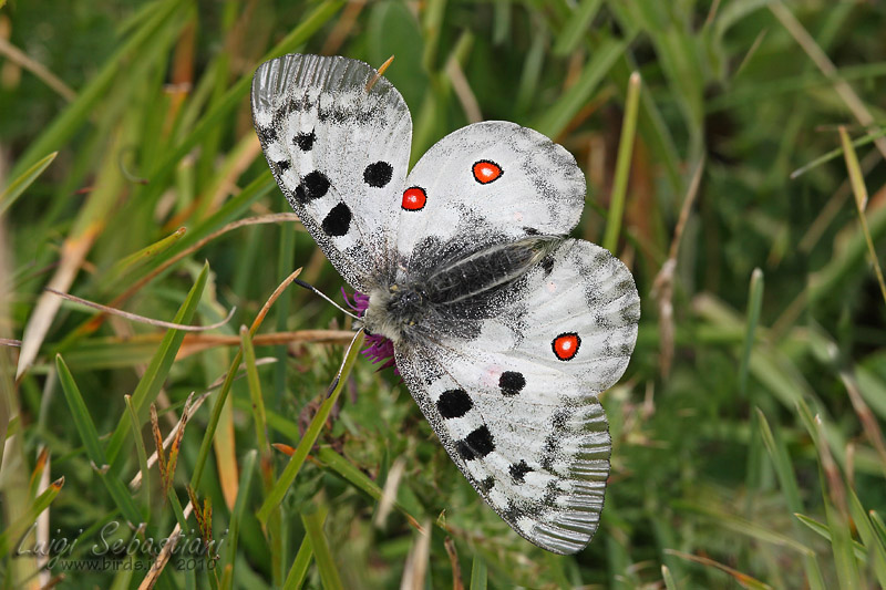 Parnassius apollo